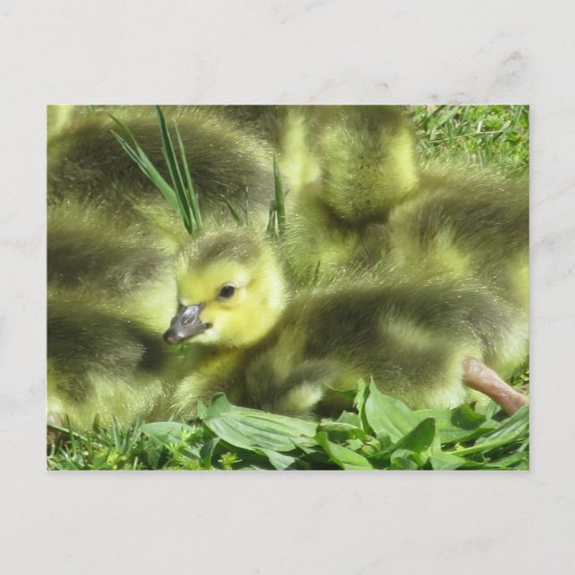 Baby Goose Postkarte (Vorderseite)