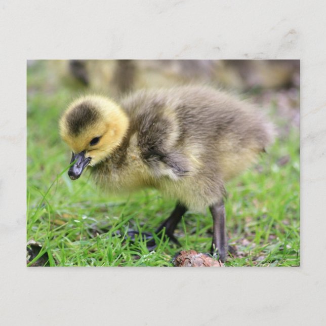 Baby Goose Postkarte (Vorderseite)