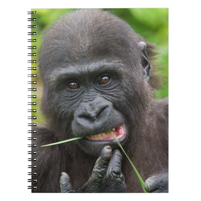 Baby Gorilla Cutness Notizblock (Vorderseite)