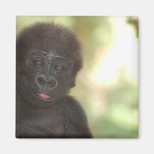 Baby-Gorilla-Magnet Magnet