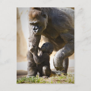 Baby Gorilla Postkarte