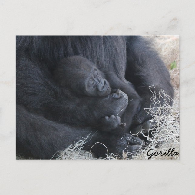 Baby Gorilla Postkarte (Vorderseite)