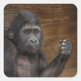 Baby Gorilla Quadratischer Aufkleber