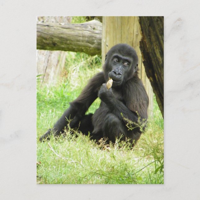 Baby Gorilla Snacking Postkarte (Vorderseite)