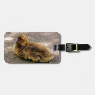 Baby Gosling im Frühjahr Gepäckanhänger