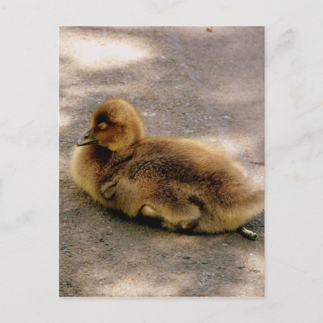 Baby Gosling im Frühjahr Postkarte (Vorderseite)