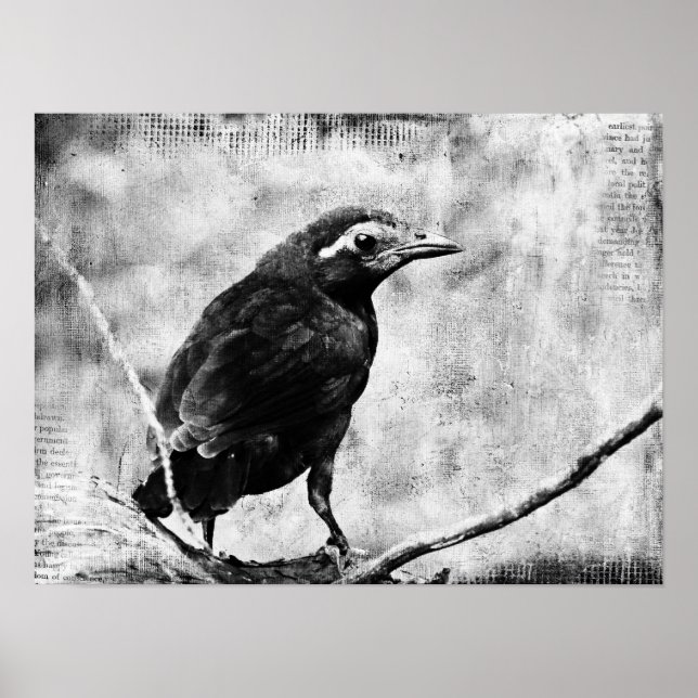 Baby Grackle Poster (Vorne)