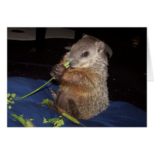 Baby Groundhog Karte 2