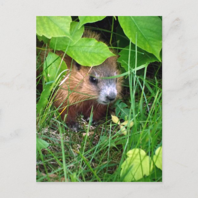 Baby Groundhog Petite Marmotte Hull Quebec Kanada Postkarte (Vorderseite)