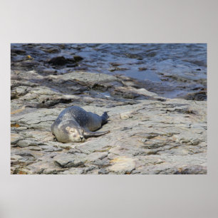 Baby Harbour Siegel, Bar Harbour, Maine Poster