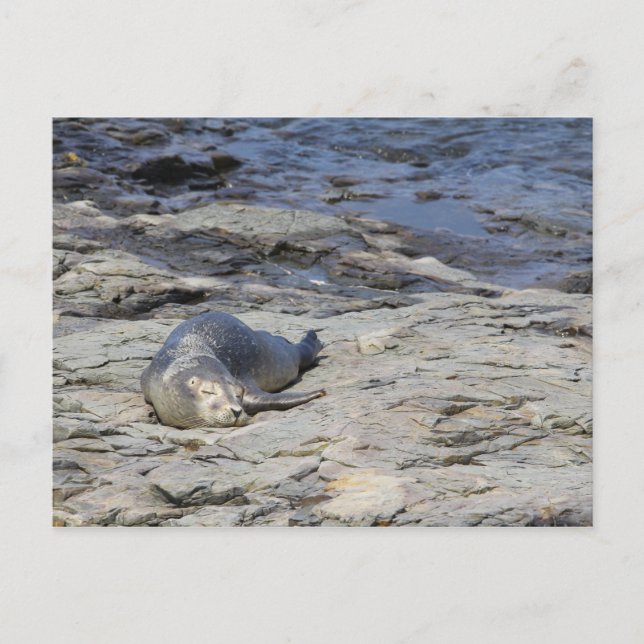 Baby Harbour Siegel, Bar Harbour, Maine Postkarte (Vorderseite)