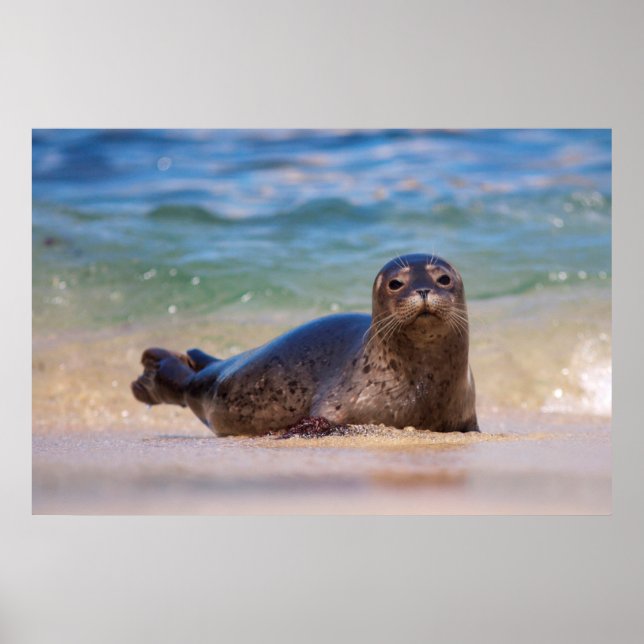 Baby Harbour Siegel in Water Poster (Vorne)