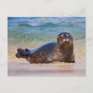 Baby Harbour Siegel in Water Postkarte