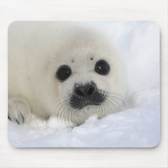 Baby-Harfen-Siegel Mousepad (Vorne)