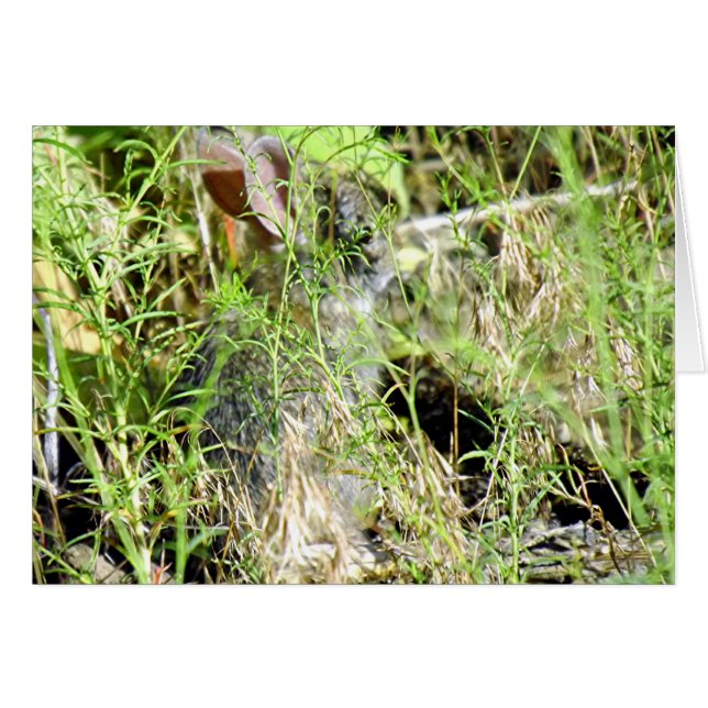 Baby-Häschen (Vorderseite (Horizontal))