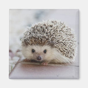 Baby-Hedgehog Magnet
