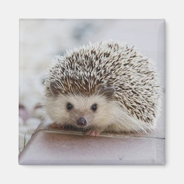 Baby-Hedgehog Magnet (Vorne)