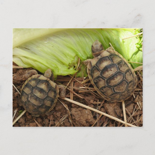 Baby Hermans Tortoises Postkarte (Vorderseite)