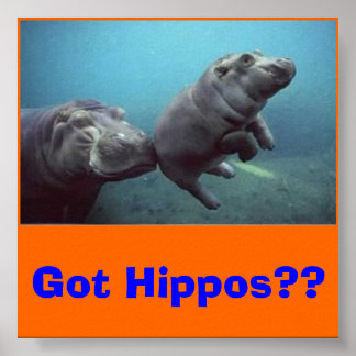 Baby-Hippo, Got Hippos? Poster