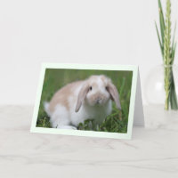 Baby-Holland-Schmierölniederdruck-Kaninchen