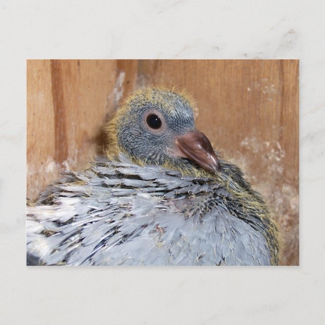 Baby Homing Taube Postcard Postkarte (Vorderseite)
