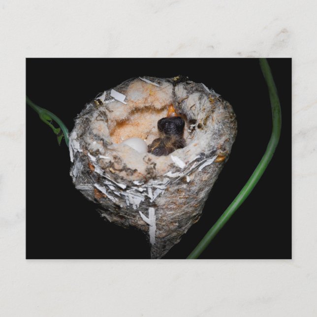 Baby Hummingbird Postkarte (Vorderseite)