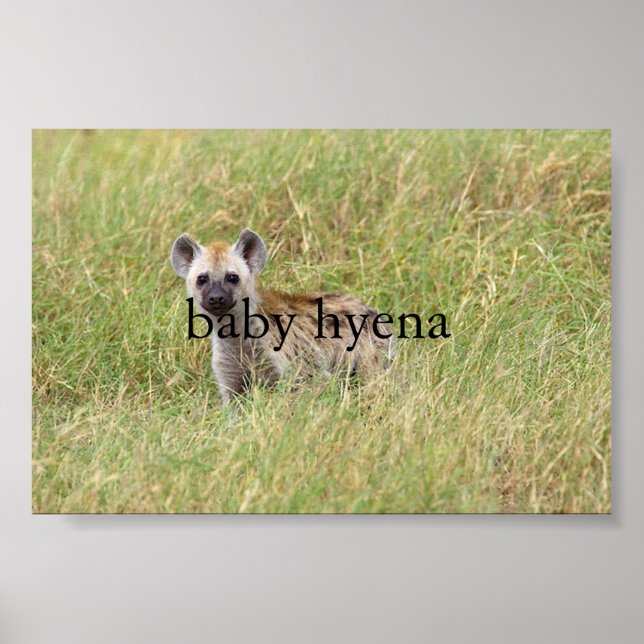 baby hyena poster (Vorne)