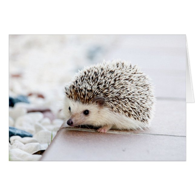 Baby Igel (Vorderseite (Horizontal))