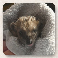 Baby-Igel auf Untersetzer aus leerer Plastik