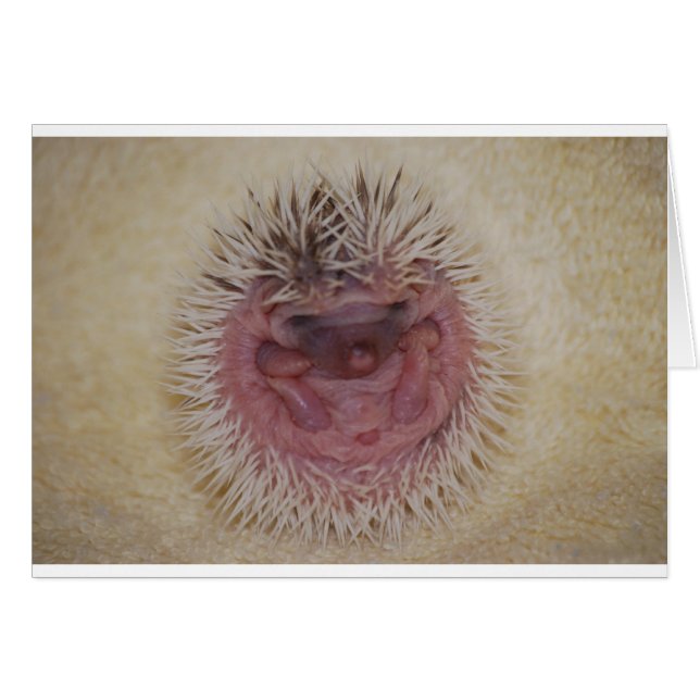 Baby Igel Ball (Vorderseite (Horizontal))