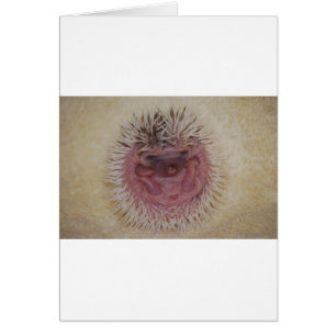 Baby Igel Ball