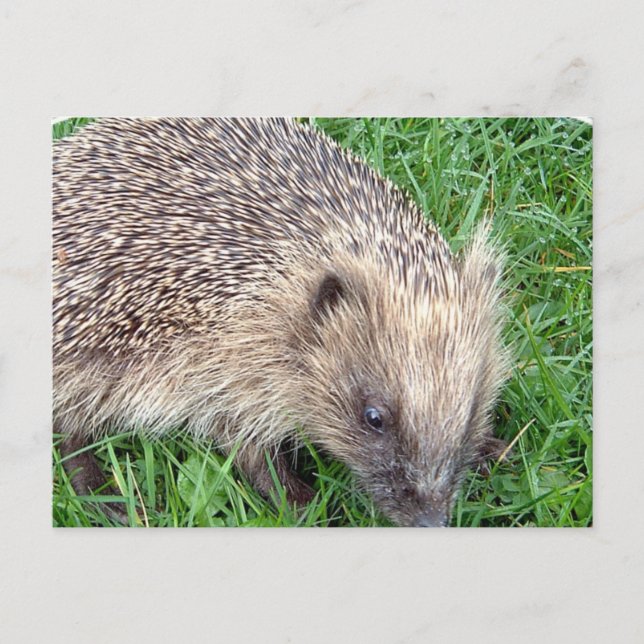 Baby Igel Postcard Postkarte (Vorderseite)