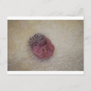 Baby Igel Postkarte
