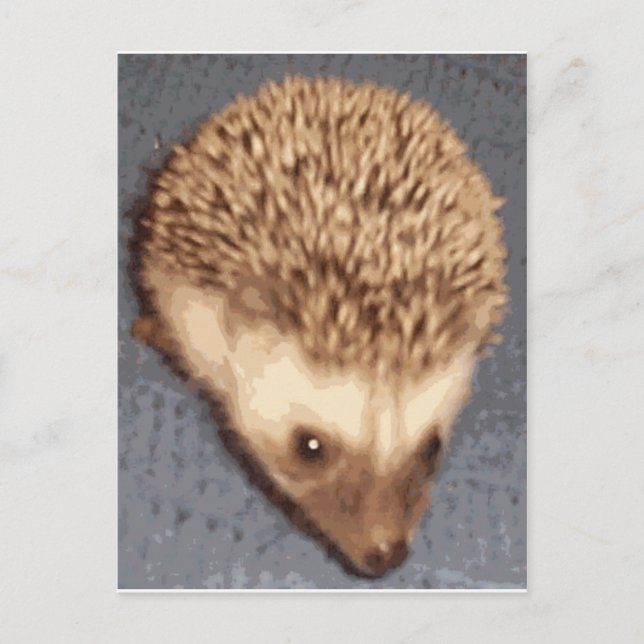 Baby Igel Postkarte (Vorderseite)