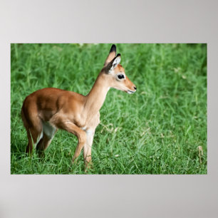 Baby impala in grünem Gras Poster