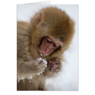 Baby Japanisch Macaque Schneelaffe