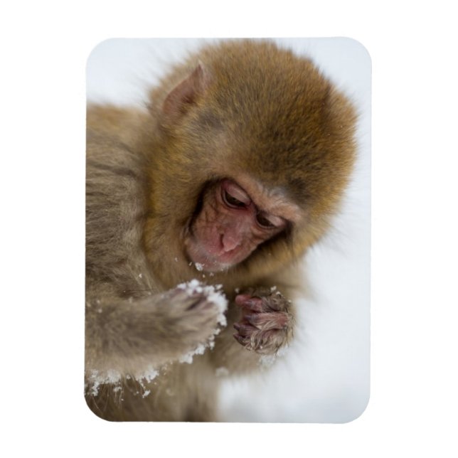 Baby Japanisch Macaque | Schneelaffe Magnet (Vertikal)