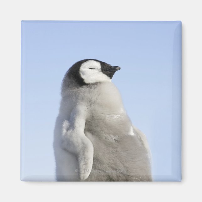 Baby Kaiser Pinguin, Insel Snow Hill Magnet (Vorne)
