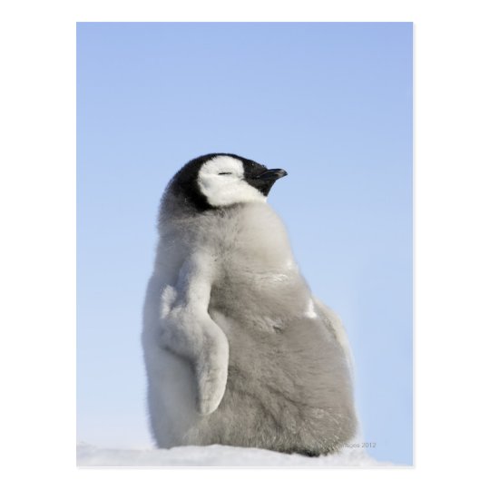 Baby Kaiser Pinguin Schnee Hugel Insel Postkarte Zazzle Ch