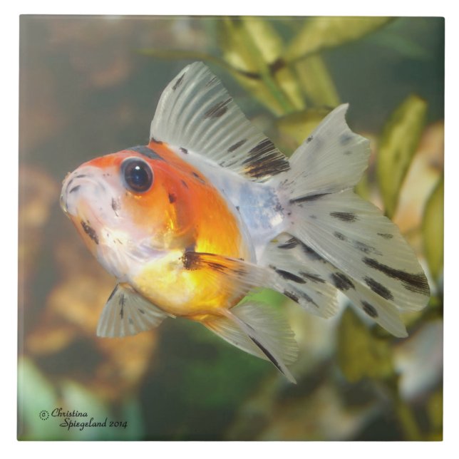 Baby-Kaliko Ryukin Goldfisch-Fliese Fliese (Vorderseite)
