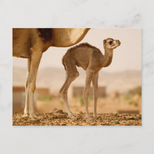 Baby Kamel Postkarte