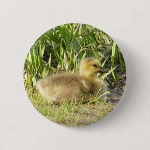 Baby-Kanada-Gansgoslings-Knopf Button