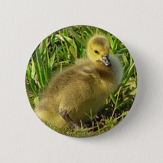Baby-kanadischer Gans-Knopf 2 Button (Vorderseite)