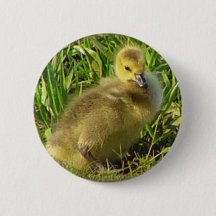 Baby-kanadischer Gans-Knopf 2 Button