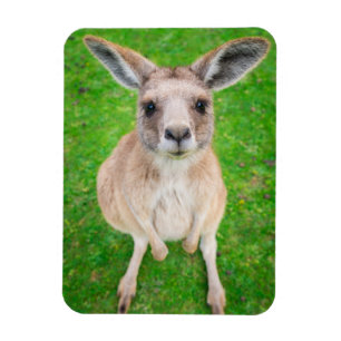 Baby-Känguru Getty Bild-  Magnet