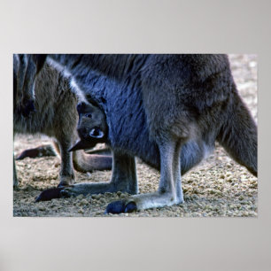 Baby-Känguru in der Tasche der Mutter - Australien Poster