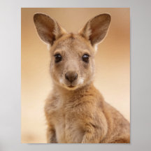 Baby-Känguru-Porträt – Süße Nursery-Tier-Wand