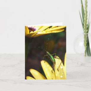 Baby Katydid Sprung der Glauben-Anmerkungs-Karte Karte