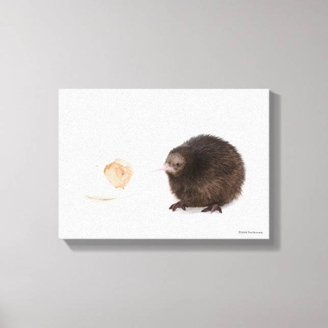 Baby Kiwi Bird aus Egg Leinwanddruck (Vorderseite)