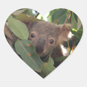 Baby Koala Herz-Aufkleber
